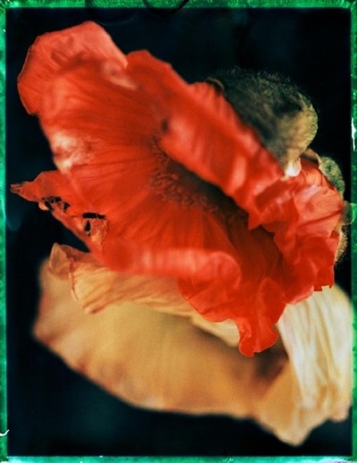 023-POLAROIDS-DRACH-1