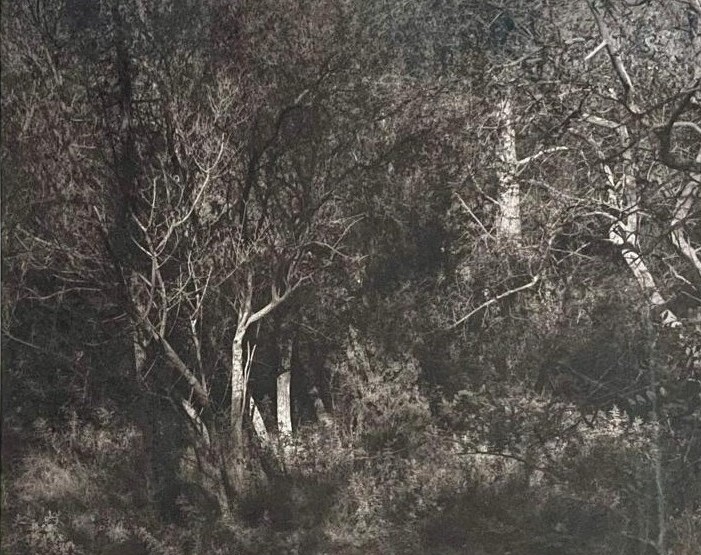 2- – Série Eden, , Platine Palladium20x25 cm